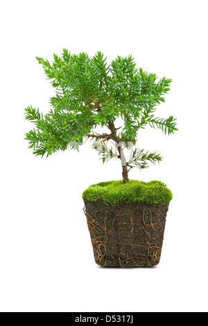 Thuja isolé sur fond blanc Banque D'Images