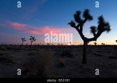 Joshua Trees (Yucca brevifolia) et paysage environnant au coucher du soleil dans le parc national de Joshua Tree, California, USA en Janvier Banque D'Images