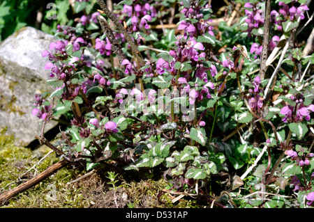 Lamier tacheté (Lamium maculatum) Banque D'Images