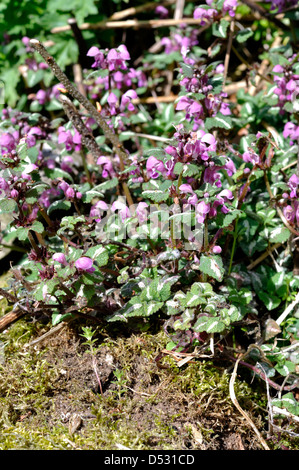 Lamier tacheté (Lamium maculatum) Banque D'Images