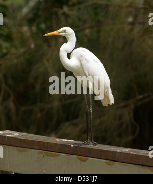 Grande Aigrette perchée sur main courante à Bundaberg jardins botaniques dans le Queensland en Australie Banque D'Images