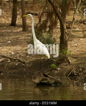 Grande Aigrette au bord du lac de l'eau au jardin botanique de Bundaberg Queensland Australie Banque D'Images