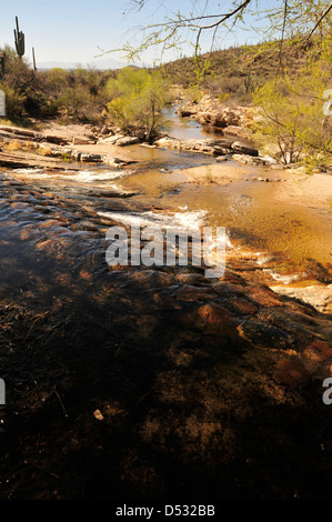 L'eau s'écoule dans le ruisseau, Sabino Sabino Canyon Recreation Area, Coronado National Forest, désert de Sonora, Tucson, Arizona, USA. Banque D'Images