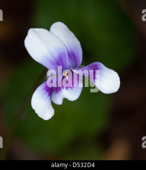 Petite fleur mauve et blanc de la Viola hederaceae australiennes indigènes - violet - contre un fond vert sombre Banque D'Images