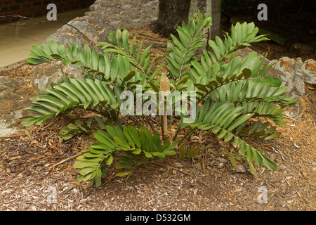 Zamia furfuracea palm, en carton, avec de plus en plus des cônes femelles dans jardin sub-tropical Banque D'Images