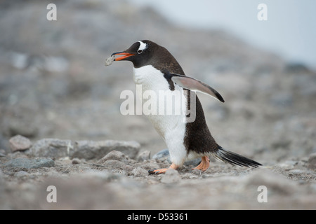 Gentoo pingouin, Pygoscelis papua, transportant une pierre pour construire un nid. Neko Harbour, péninsule antarctique. Banque D'Images