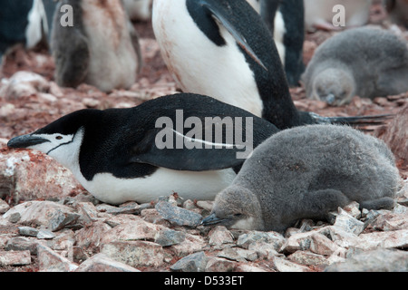 Manchot à Jugulaire (Pygoscelis antarcticus) parent et Poussin. Hannah Point, péninsule antarctique. Banque D'Images