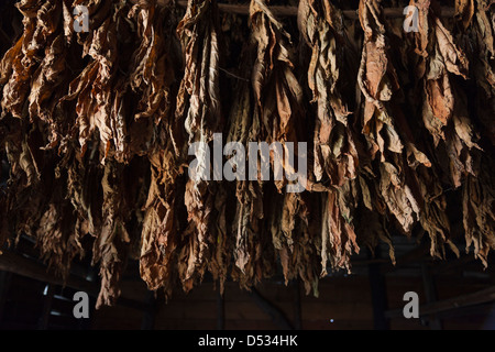 Cuba, province de Pinar del Rio, San Luis, Alejandro Robaina plantation de tabac, le séchage des feuilles de tabac