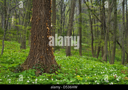 Old tree in spring meadow Banque D'Images