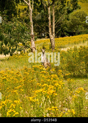 Le kangourou gris (Macropus giganteus), montagnes enneigées, NSW, Australie Banque D'Images