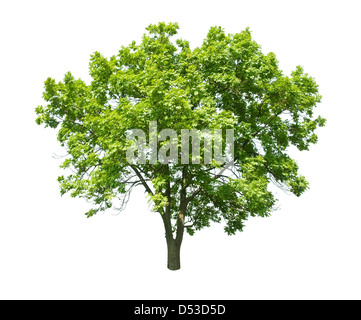 Green Tree isolated on white Banque D'Images