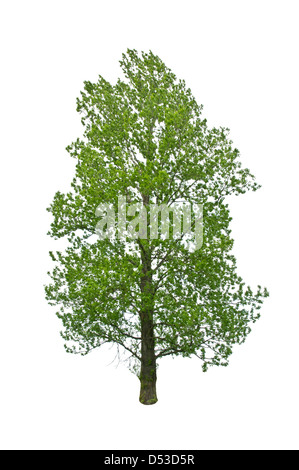 Green Tree isolated on white Banque D'Images