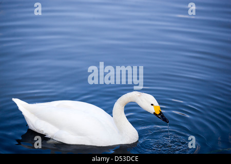 Le cygne blanc et de l'ondulation ... Barnes Wetland Centre, Royaume-Uni Banque D'Images