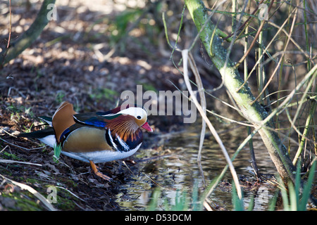 Canard mandarin par le ruisseau - Barnes, Royaume-Uni Banque D'Images