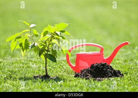 Petit arbre et arrosoir rouge Banque D'Images