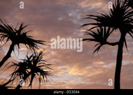 Silhouette de Tahitian Screwpine palmiers au coucher du soleil (Pandanus Tectorius Australianus) Banque D'Images