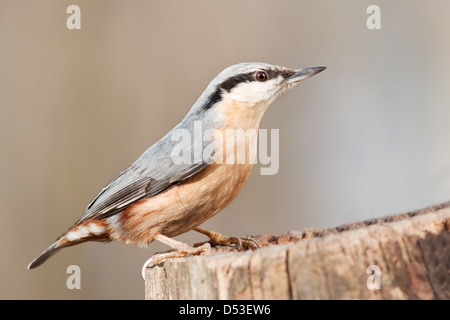 Blanche sur moignon close up Banque D'Images