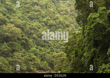 Barron Gorge Rainforest, Cairns, Queensland, Australie Banque D'Images