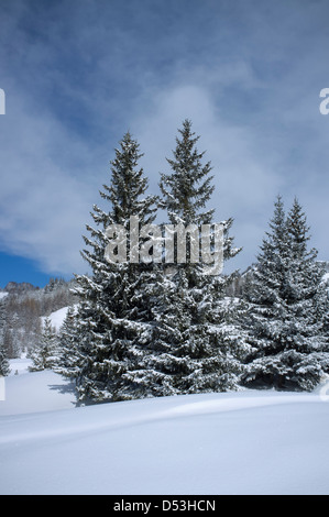 Neige fraîche sur les sapins à l'Alta Badia Corvara près de station de ski dans les Dolomites, le Tyrol du Sud, Italie Banque D'Images