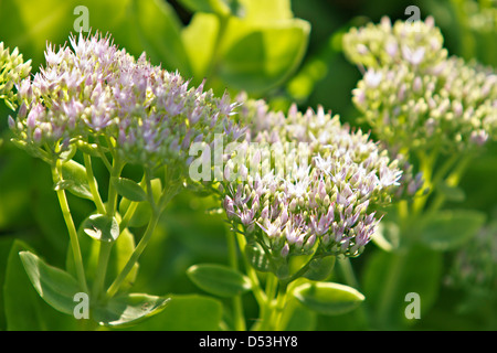 Sedum spectabile Banque D'Images