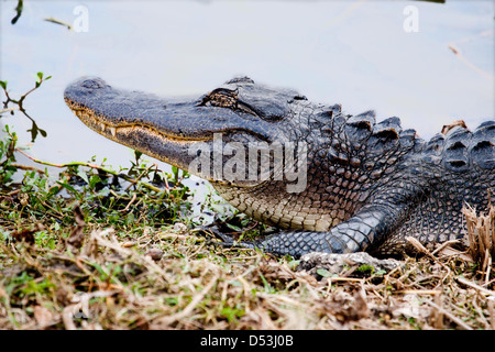 Un Alligator dans Brazos Bend State Park, Needville, Texas, États-Unis Banque D'Images