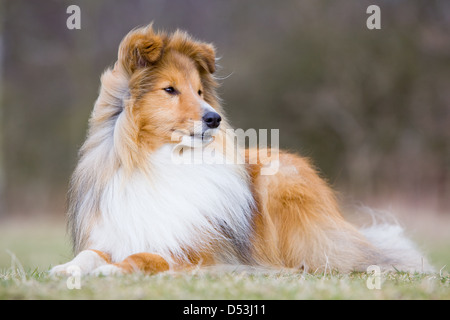 Un Shetland Sheepdog savent aussi qu'un Collie miniature ou Sheltie, photographié à l'extérieur, dans la campagne anglaise. Banque D'Images