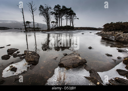 Mist & arbres rabougris sur Loch Assynt à Sutherland, Ecosse Banque D'Images