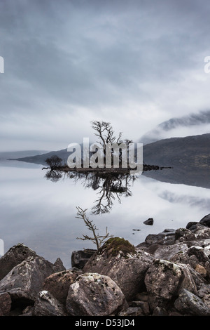 Mist & arbres rabougris sur Loch Assynt à Sutherland, Ecosse Banque D'Images