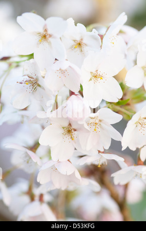 PRUNUS X YEDOENSIS SHIDARE YOSHINO Banque D'Images