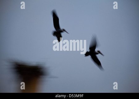 Une paire de Le Pélican brun Pelecanus occidentalis, ci-dessus, Rio Chagres, Gamboa, République du Panama. Banque D'Images