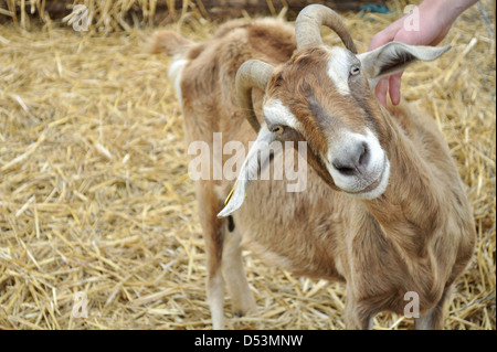 Man petting une chèvre dans une ferme de l'UK Banque D'Images