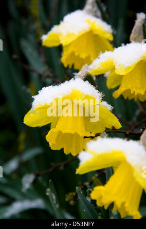 Printemps, 2013. Les jonquilles en fleurs dans le Shropshire sont recouverts d'une couche de neige de l'hiver. Ces conditions météorologiques sont des signes typiques de réchauffement global. Photo : Richard Franklin. Banque D'Images