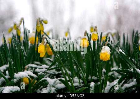 Printemps, 2013. Les jonquilles en fleurs dans le Shropshire sont recouverts d'une couche de neige de l'hiver. Ces conditions météorologiques sont des signes typiques de réchauffement global. Photo : Richard Franklin. Banque D'Images