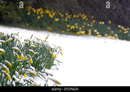 Printemps, 2013. Les jonquilles en fleurs dans le Shropshire sont recouverts d'une couche de neige de l'hiver. Ces conditions météorologiques sont des signes typiques de réchauffement global. Photo : Richard Franklin. Banque D'Images