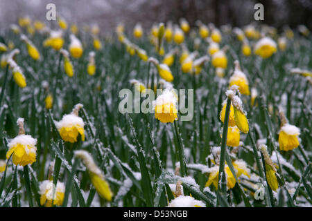 Printemps, 2013. Les jonquilles en fleurs dans le Shropshire sont recouverts d'une couche de neige de l'hiver. Ces conditions météorologiques sont des signes typiques de réchauffement global. Photo : Richard Franklin. Banque D'Images