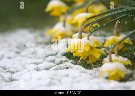 Printemps, 2013. Les jonquilles en fleurs dans le Shropshire sont recouverts d'une couche de neige de l'hiver. Ces conditions météorologiques sont des signes typiques de réchauffement global. Photo : Richard Franklin. Banque D'Images