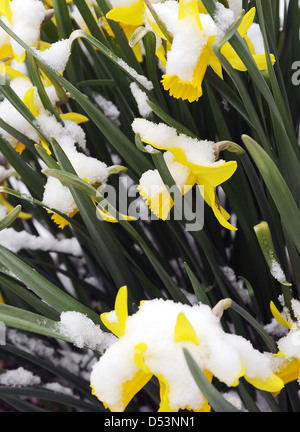 Jaune jonquille une plante à bulbe qui porte des fleurs jaune vif en forme de trompette long corona,centre,lampe daffodil, hiver printemps, Banque D'Images