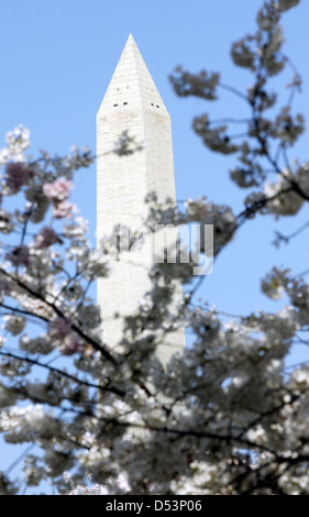 Washington Monument peek au printemps les fleurs de cerisier Tidal Basin Washington DC, USA Banque D'Images