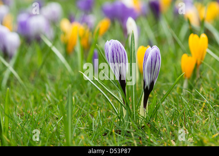 Fleurs Crocus pousse dans un jardin anglais Banque D'Images