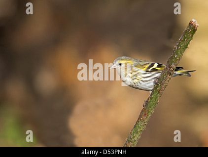 Tarin des aulnes, Carduelis spinus femelle. L'hiver. UK Banque D'Images