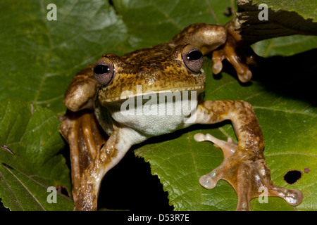 Gladiator géant Grenouille, sci.name ; Hypsiboas boans, à Burbayar, réserve naturelle de la province de Panama, République du Panama. Banque D'Images