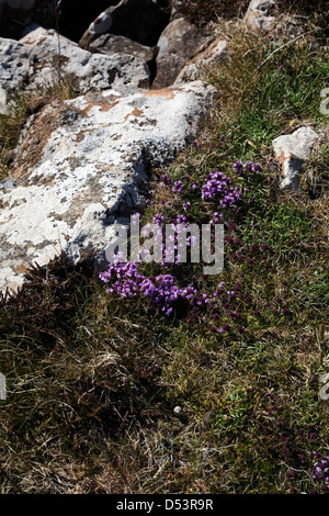 Le thym à proximité d'une plage près de Idrigill Point Brisbane Duirinish Ile de Skye en Ecosse Banque D'Images