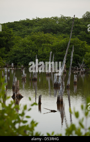 Forêt de mangrove à Punta Chame, la côte Pacifique, la province de Panama, République du Panama. Banque D'Images