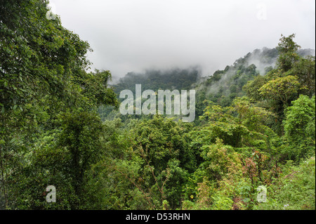 La forêt vierge dans la brume dans les hautes montagnes de l'ouest de l'Arunachal Pradesh, près de la ville de Dirang, Inde. Banque D'Images