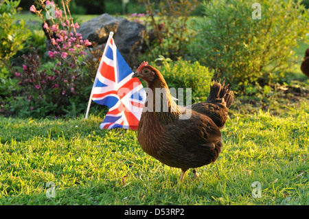 Seul Welsummer hen en face de Union jack flag angleterre Banque D'Images