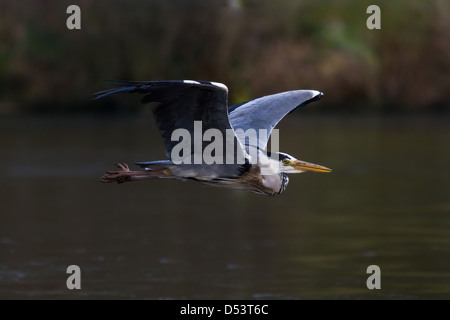 Héron gris volant à basse altitude au-dessus d'un lac, UK Banque D'Images