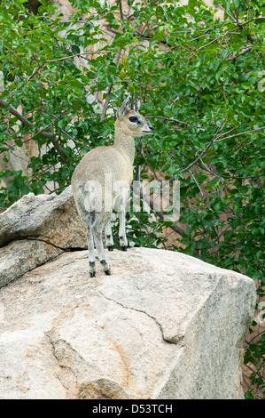 Homme Oreotragus oreotragus Klipspringer rock petite antilope vivant debout sur un gros rocher Banque D'Images