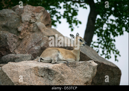 Femme Oreotragus oreotragus klipspringer rock petite antilope d'habitation portant sur un gros rocher Banque D'Images