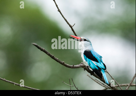 Close up of a woodland Kingfisher Halcyon senegalensis côte sur perché dans un arbre Banque D'Images