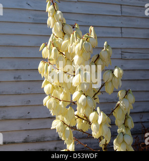 Panicules de fleurs de Yucca filamentosa qui fleurit au début de l'automne avec off white pétales tubulaires pende de tiges hautes . Banque D'Images